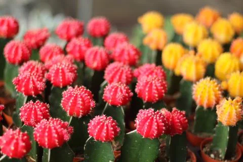 The globular cactus with a red top. Foto stock