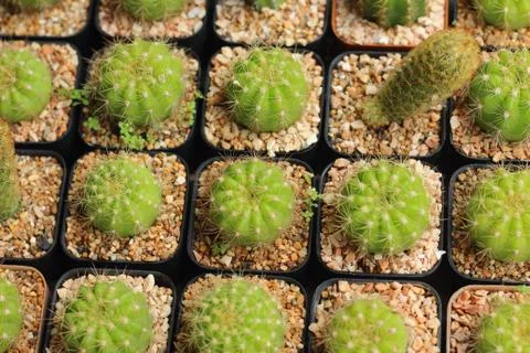 Globular cactus with sharp thorns looked beautiful. Stock Photos