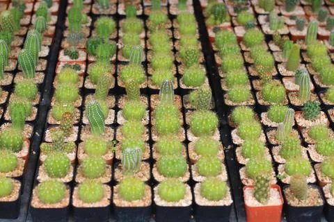 Globular cactus with sharp thorns looked beautiful. Stock Photos