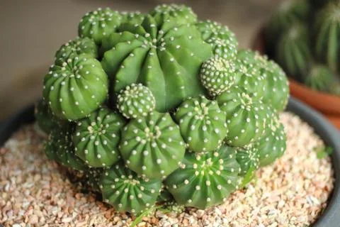 Globular cactus with sharp thorns looked beautiful. Stock-Fotos