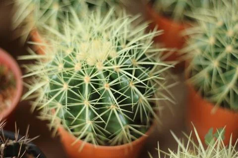 Globular cactus with sharp thorns looked beautiful. Фото