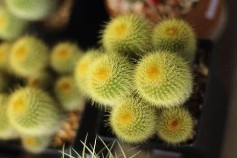 Globular cactus with sharp thorns looked beautiful. Stock Photos