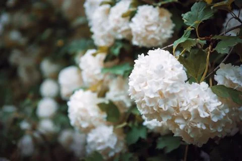 Globular large clusters of white flowers on tall bushes with green leaves. Th Stock Photos