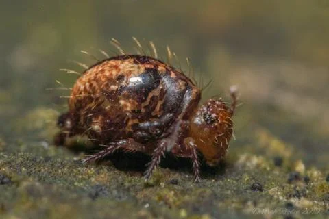 A Globular Springtail Stock Photos