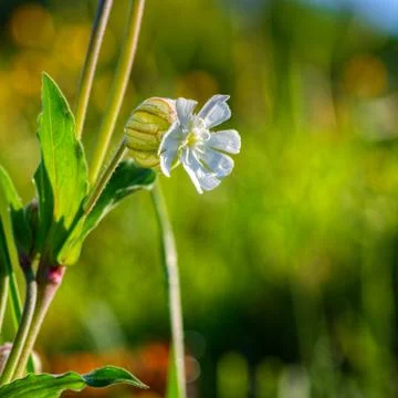 Globular White Flower Stock Photos