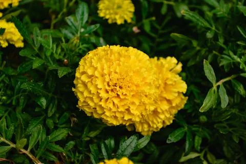 Globular yellow Tagetes flowers close-up in a flower bed against a background Stock-Fotos