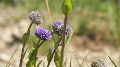Globularia punctata, known as Spotted Globe-Daisy, is a European perennial herb Stock Footage 277257035