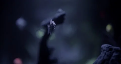 Glofish Close Pp (Glow in the dark fish) in Tank Vidéo 137864439