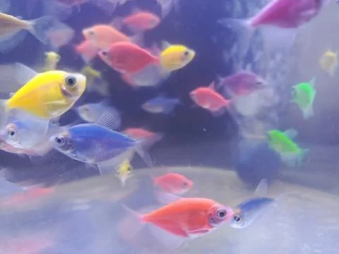 Glofish | Fish Stock Photos