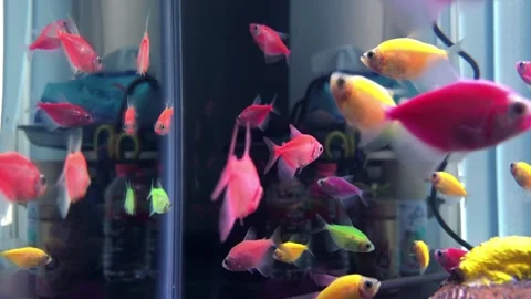 Glofish Stock Footage 220912122