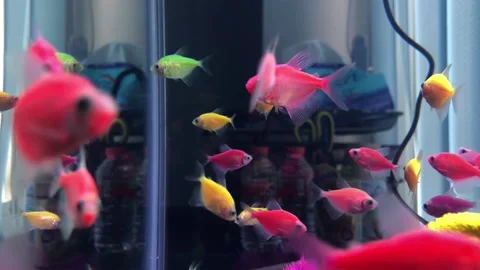 Glofish Stock Footage 220912126
