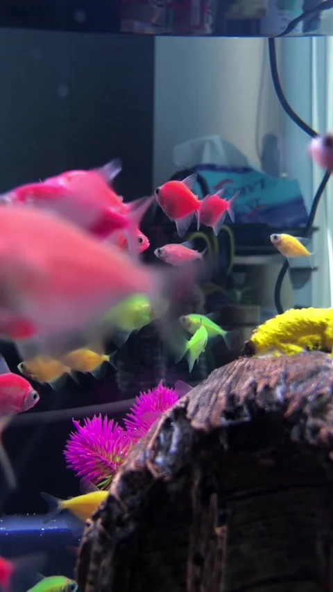 Glofish Stock Footage 220912145