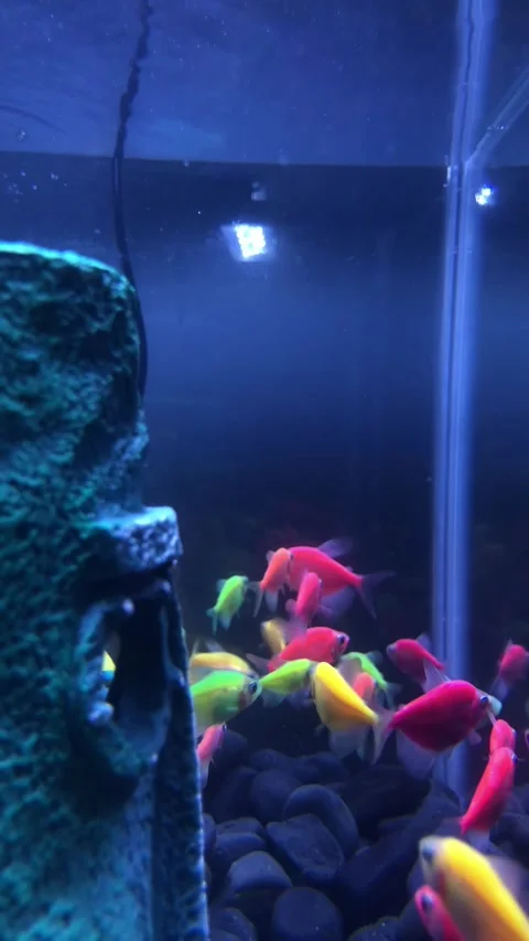 Glofish Stock Footage 221621305