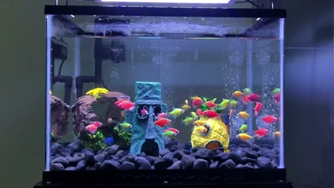 Glofish Stock Footage 221621356