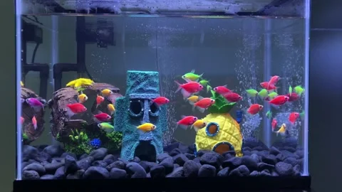 Glofish Stock Footage 221621359