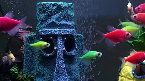 Glofish Stock Footage 221621362