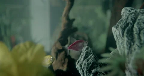 Glofish Macro Shot Stock Footage 137866299