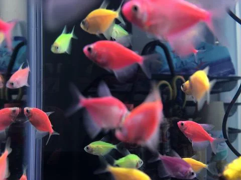 Glofish Stock Photos