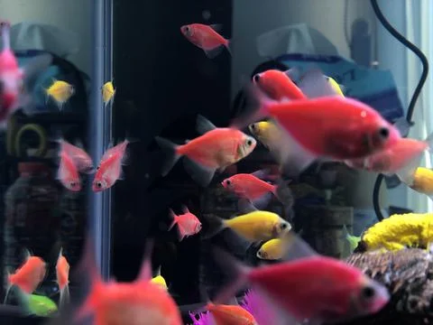 Glofish. Stock Photos