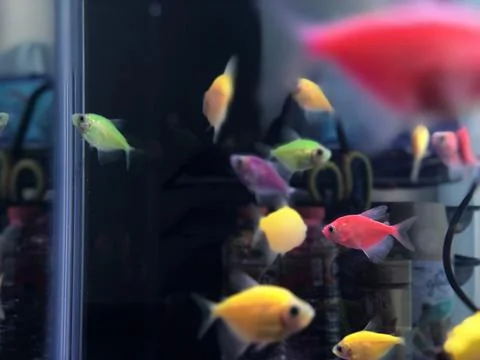 Glofish Stock Photos