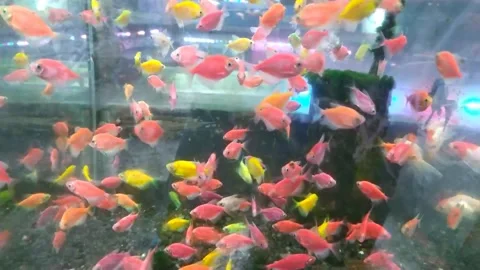 Glofish Tetra Colored Genetically Modified Vidéo 295399488