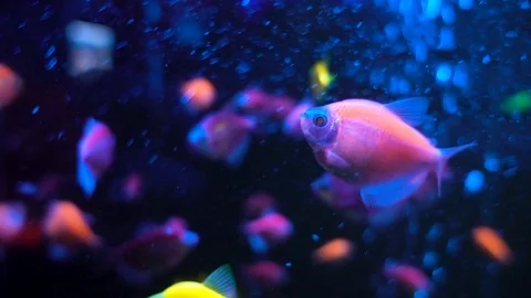 Tetrazona Stock Footage ~ Royalty Free Stock Videos | Pond5