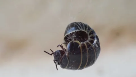 Glomeris Marginata Caught in Spider's Web Stock Footage 266811767