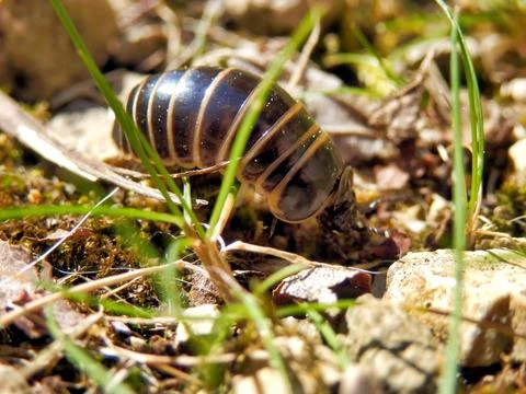 Glomeris marginata . Stock Photos