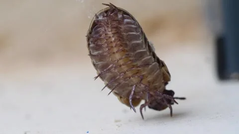 Glomeris Marginata Trapped in Spider's Web Stock Footage 266811770