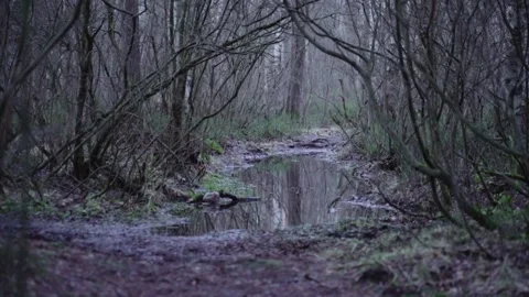 A gloomy arch of bare trees over a muddy puddle in the snowless winter 스톡 동영상 146078994
