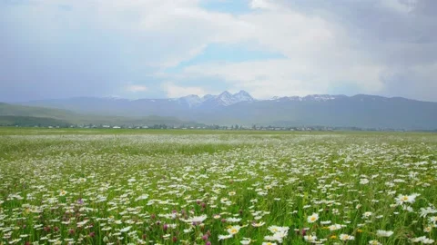 Gloomy clouds grab a chamomile field Stock Footage 133056624