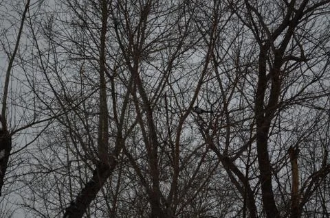 Gloomy crow Stock Photos