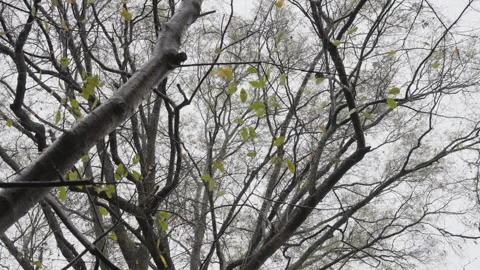 Gloomy day Stock Footage 264626601