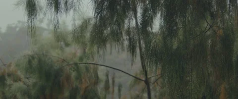 Gloomy Day Pine tree 스톡 동영상 129989116