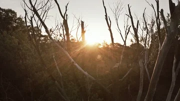 Gloomy Dead Tree Drone Sunset Vidéo 85709661