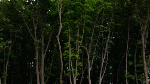 A gloomy, dense forest Stock Photos