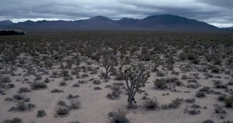 Gloomy Desert Cactus Float Back Video stock 251847682