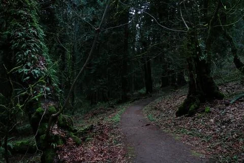 A gloomy dirt path bending through a fern covered forest Stock Photos