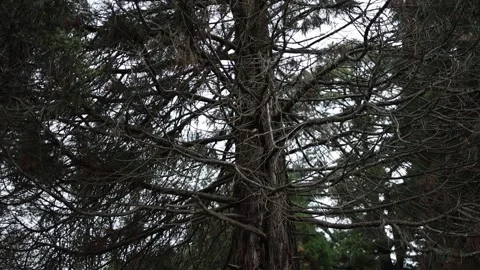 Gloomy dry pine tree in an eerie forest Stockbeeldmateriaal 336519368