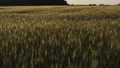 Gloomy field in documentary style, hard times, poor harvest, food crisis, famine HD Footage