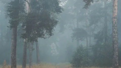 Gloomy fir forest Video stock 80232805