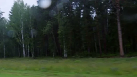 Gloomy forest 스톡 동영상 80081183