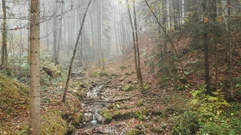 Gloomy forest Stock Footage 100785181