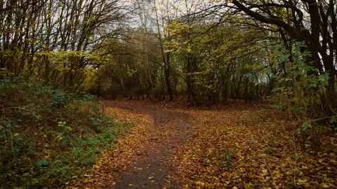 Gloomy forest path covered with fallen leaves, creating mystical atmosphere. Stock Footage 303169546
