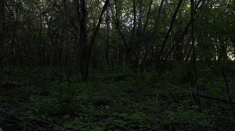 Gloomy forest Stockfoto's