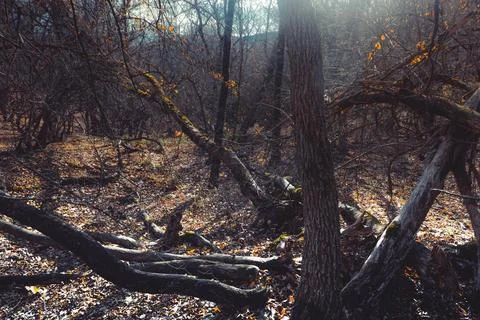 Gloomy Forest Stock Photos