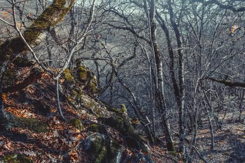 Gloomy Forest Stock Photos