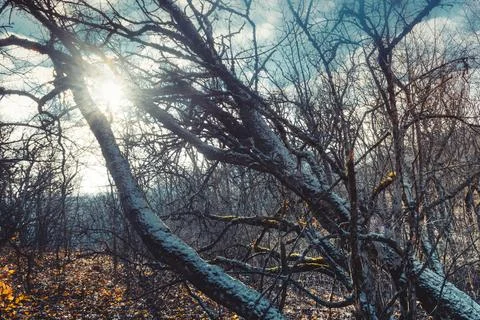 Gloomy Forest Stock Photos