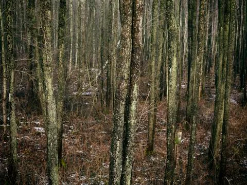Gloomy Forest Thicket Stockfoto's