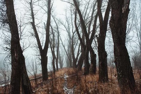 Gloomy misty forest. Late fall Foto stock